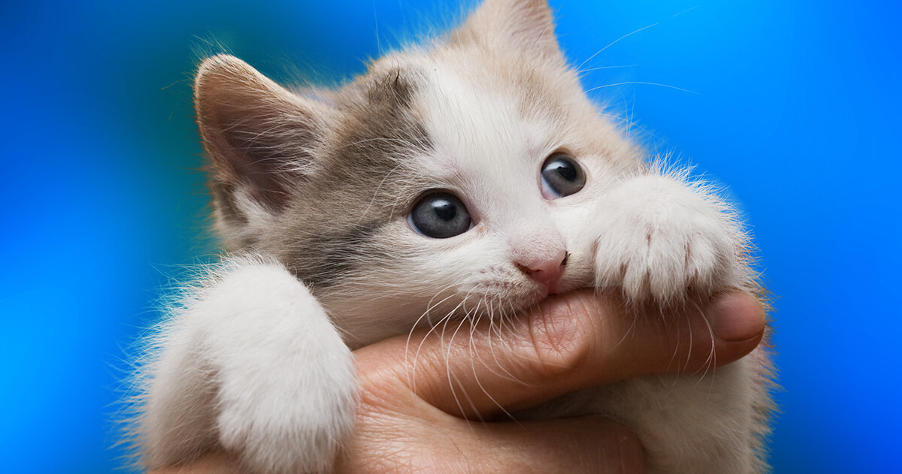 7-ways-to-stop-a-kitten-from-biting-and-scratching